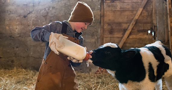  Photo of a boy giving a large bottle of milk to a calf