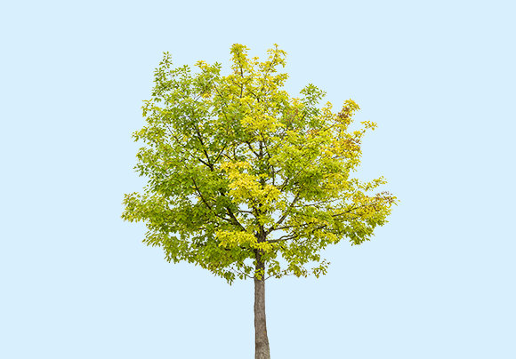 isolated red oak tree on a white background